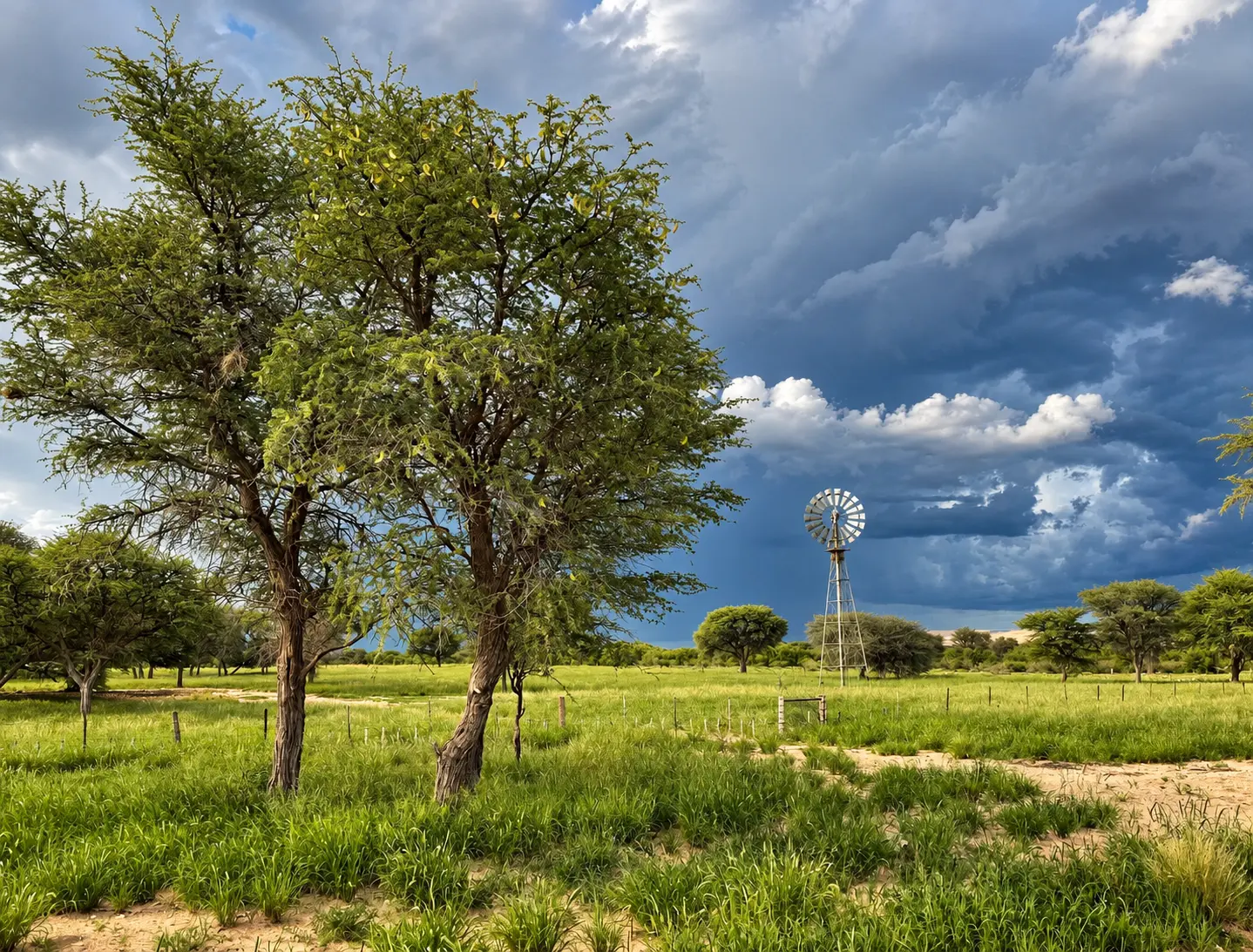 Windmill and trees across the open grassland on Soetblomspan farm